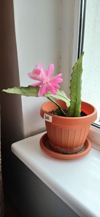 Vând cactus Epiphyllum