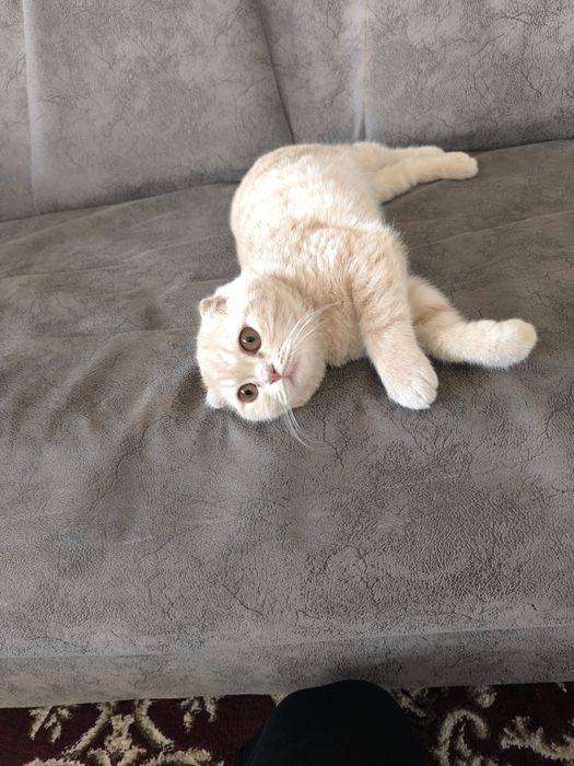 Mushuk Sotiladi oʻgʻil bola 6 oyli sogʻlom