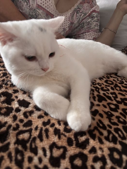 Scotish superba alba