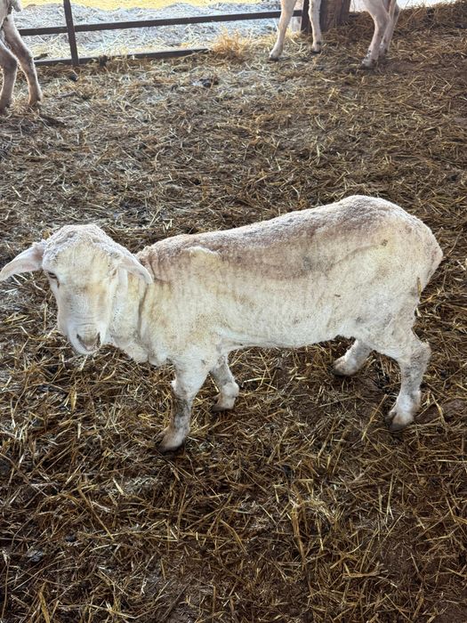 Berbecuți grași pentru tăiat