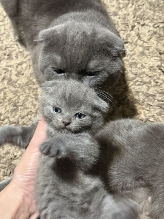 Вислоухий котёнок девочка