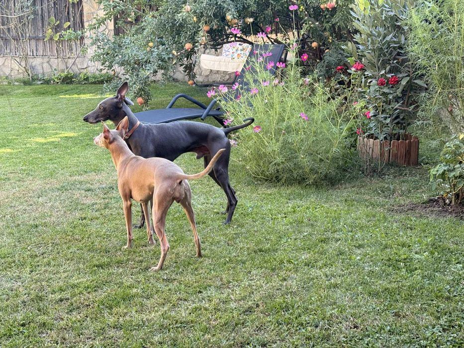 Италианска хрътка – изящество, благородство и безупречен произход