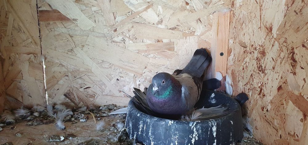 Голуби бойные разных мастей