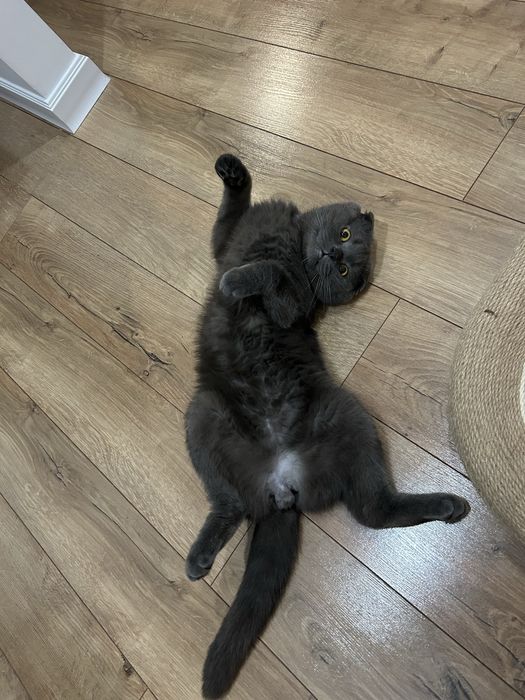 Ищу дом шотландскому коту