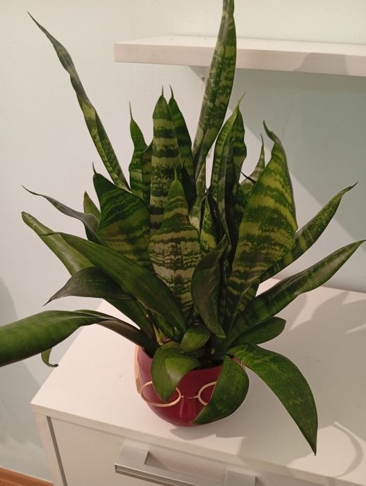 Сансевиерия 5000