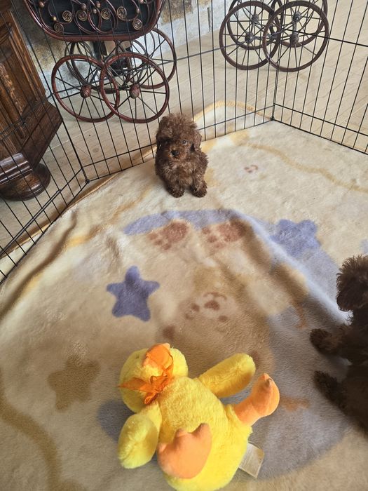 Тийкъп Пудел момче