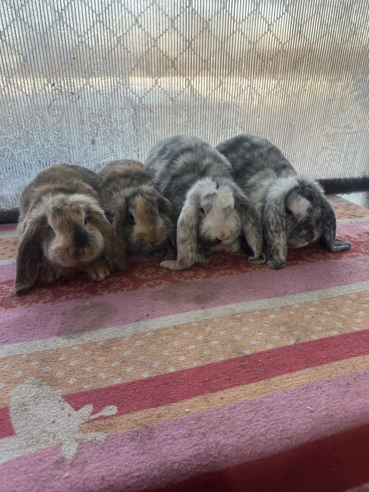 Iepuri berbec german