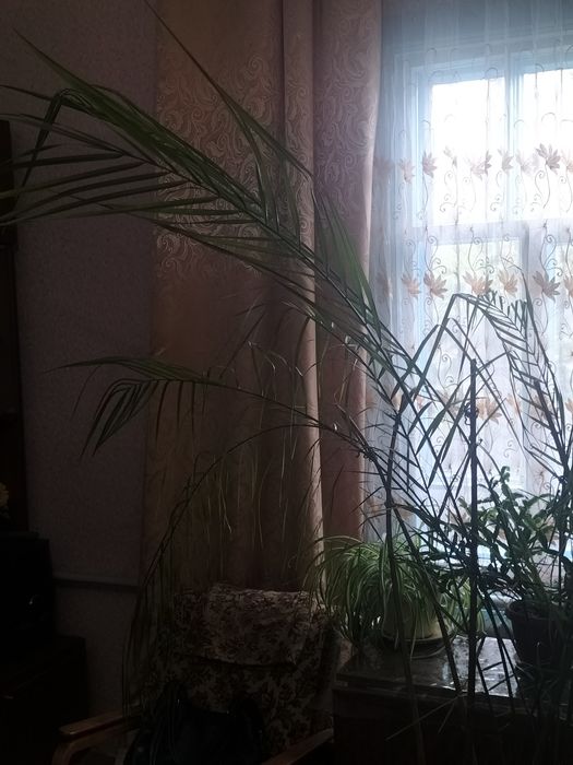 Комнатые и домашрие цветы