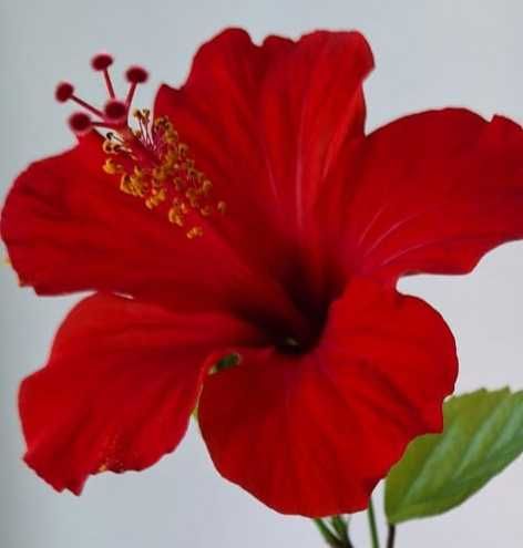 Гибискус бенджамин бегония