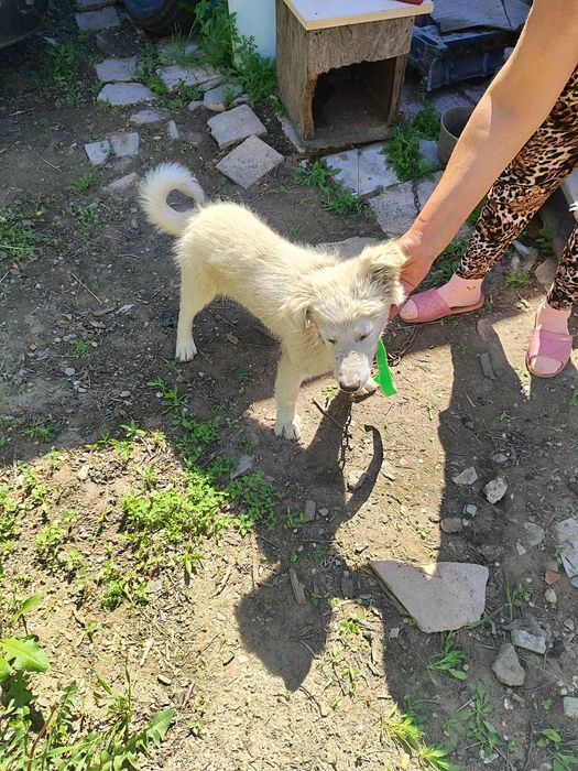 Отдат щенка в хорошие руки