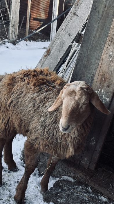 Қошқарлар  сатылады