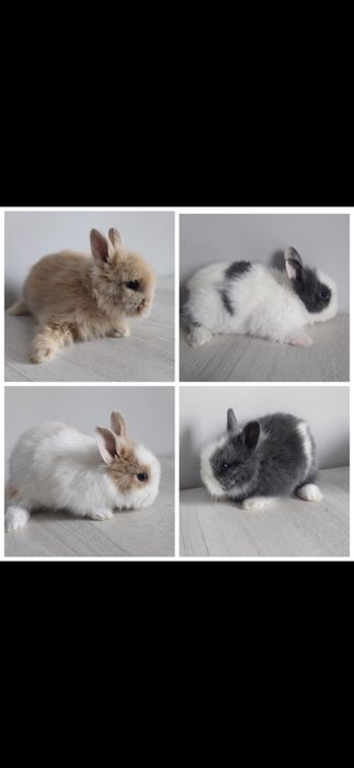 Iepurași pitici  iepure mic cap de leu