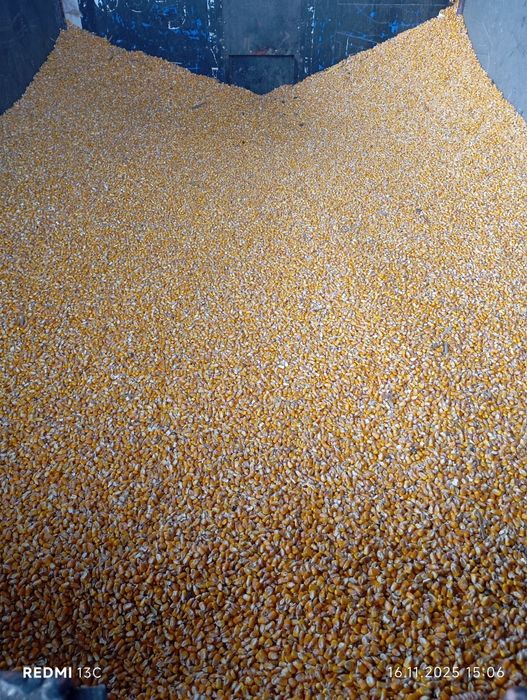 Porumb,grâu și sorg de vânzare.