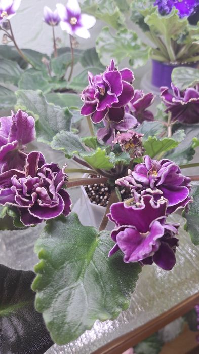 Продам цветущие фиалки!