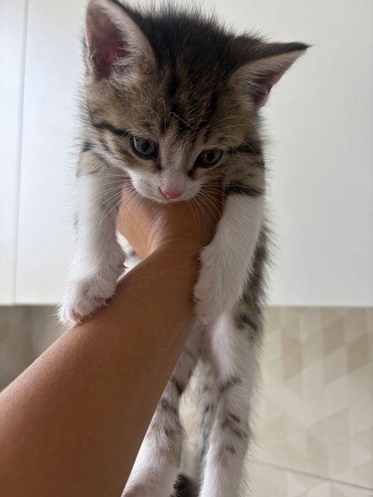 Отдам котенка мальчик