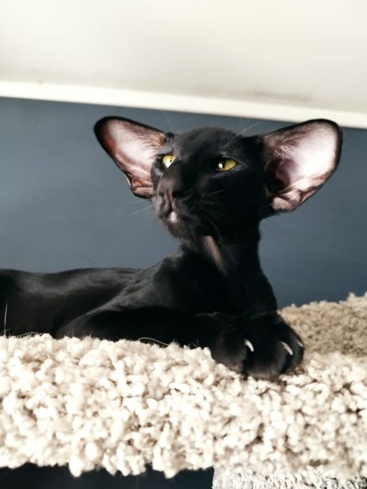 Ориентальные котята экстримального типа