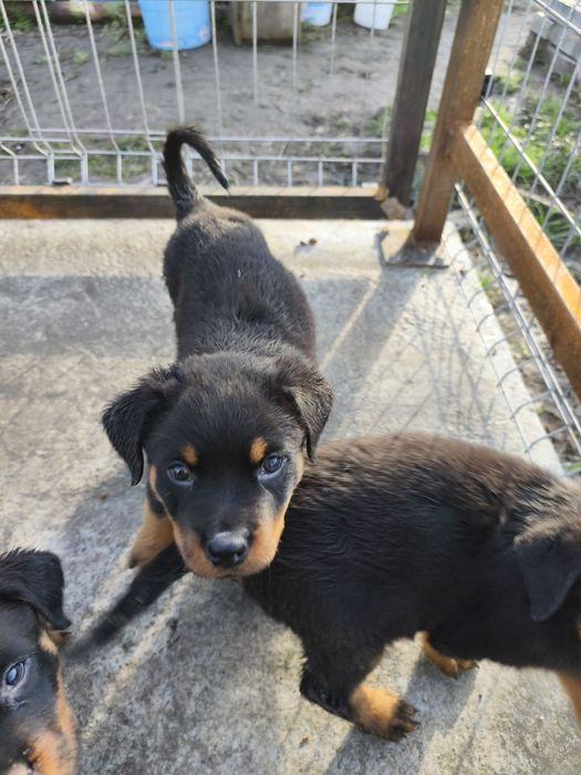 Ротвайлер - бебета