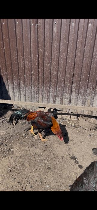 Продам дакана полтара годовалый