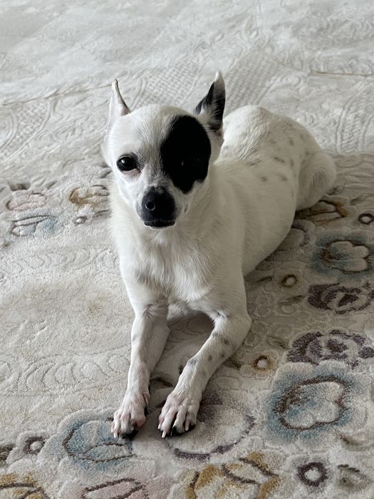 Продается собачка