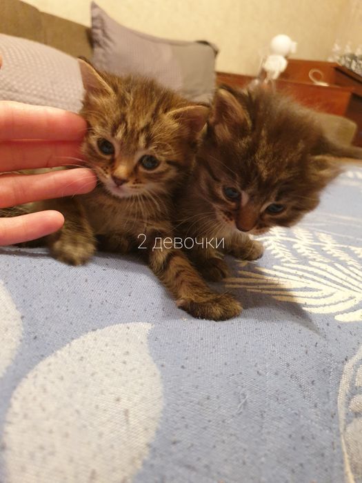 Отдам котят бесплатно