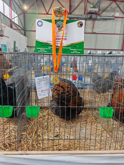 Găini Orpington auriu