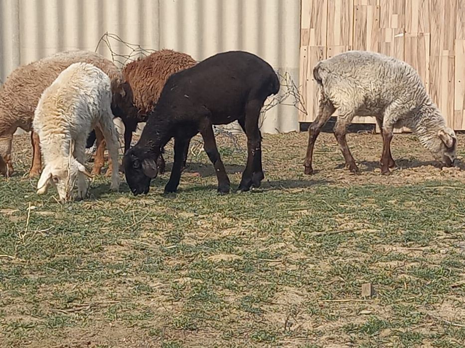 Қойлар бар сатылады