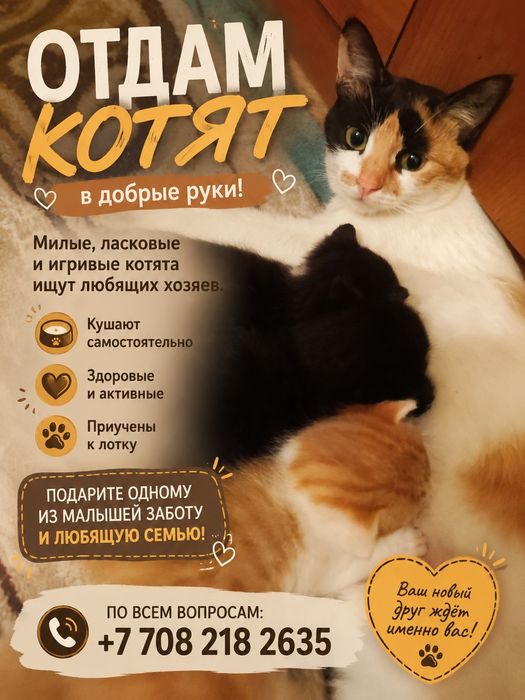 Отдам котят в добрые руки
