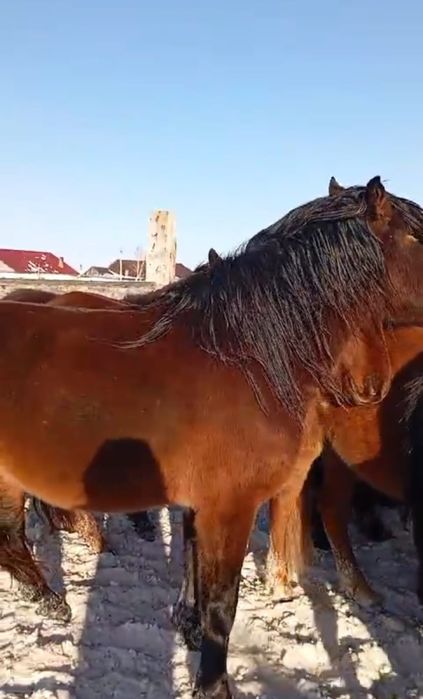 Продам Айғыр муғалжар таза тобылғы торы