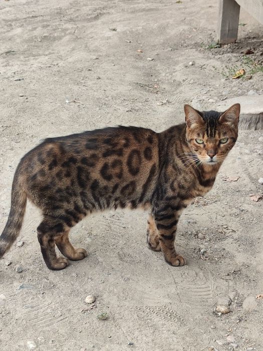 Кошка Бенгальская