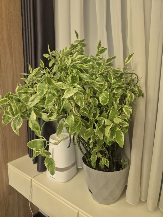 Педилантус крупный