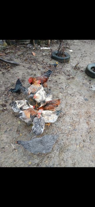 Găini și cocoși de casă