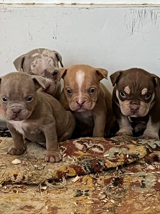 Щенки американский булли