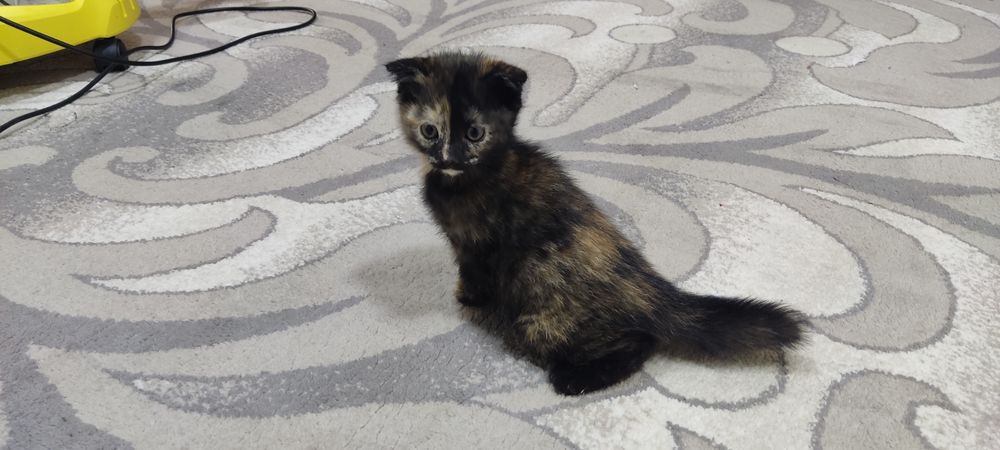 Котенок веслоухий