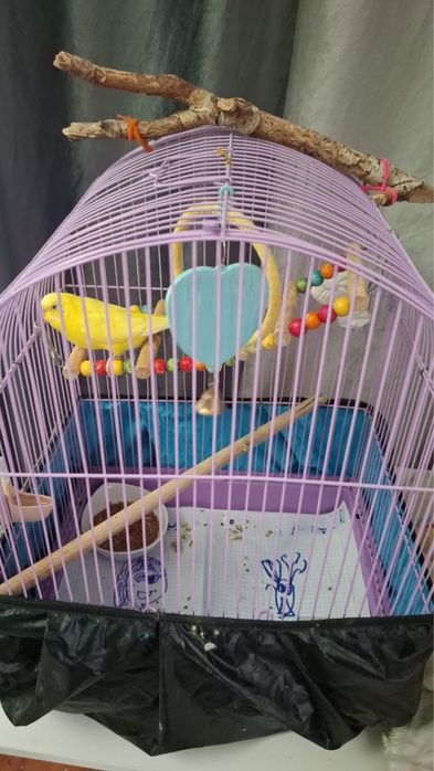 Продадим попугая