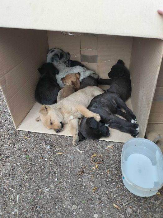 Щенки в добрые руки