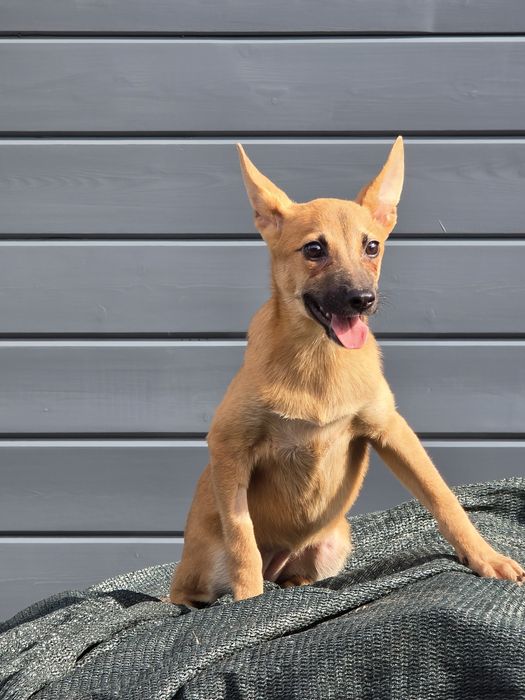 Щенок - девочка Кнопа , 8 месяцев