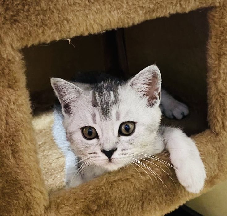 Продам шотландских котят