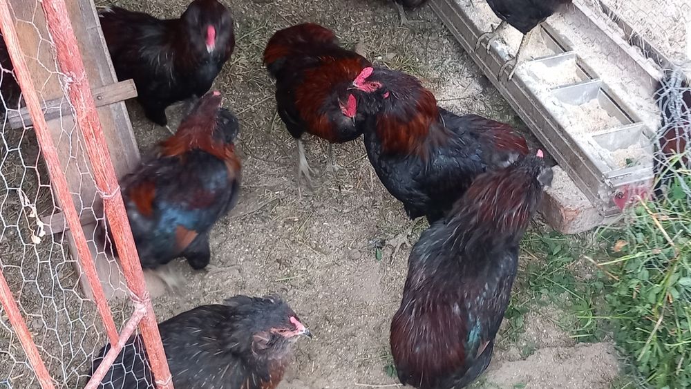 Cocoși Araucana  de vanzare