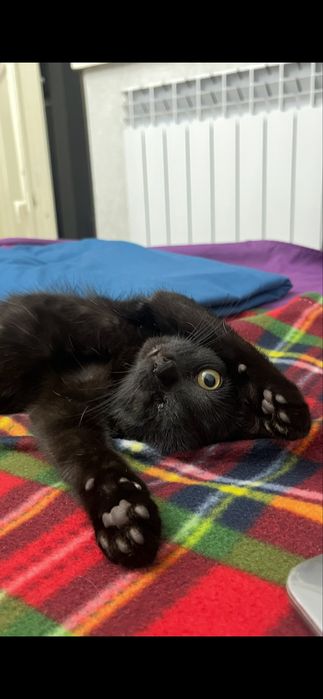 Отдам котенка 4 месяца