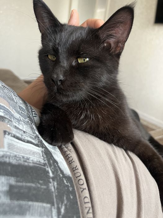 Отдам кота в добрые руки