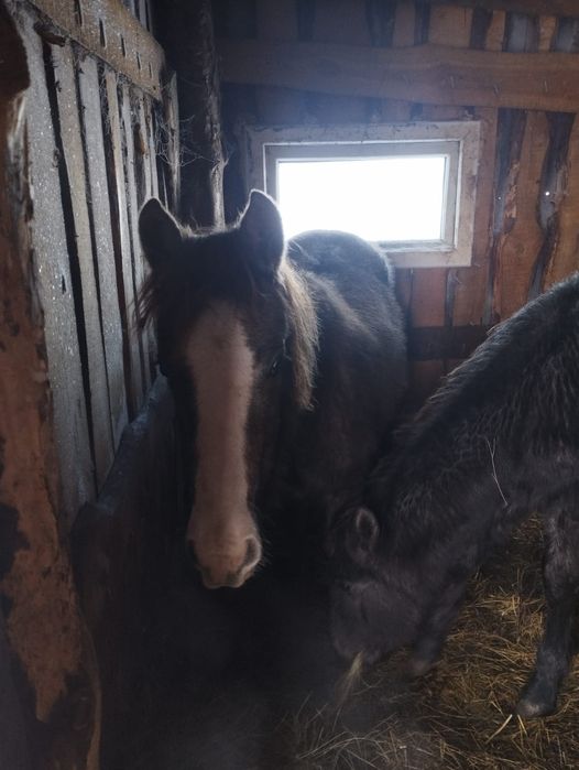 Жеребята хорошие