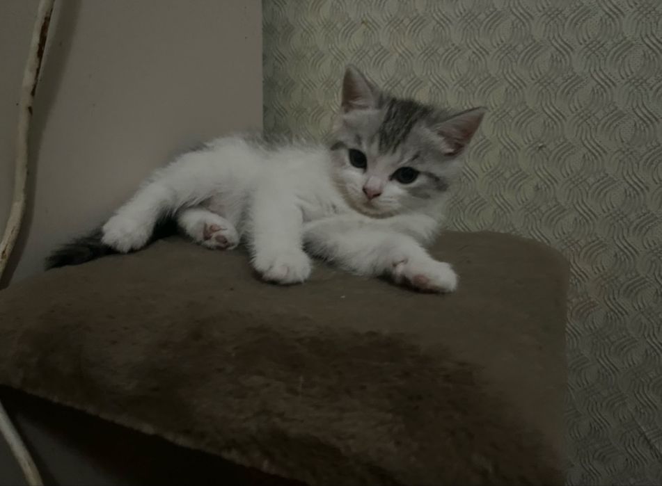 Котенок…………………..