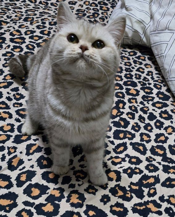 Skotish staryt mramor shinshilla. Qiz bola