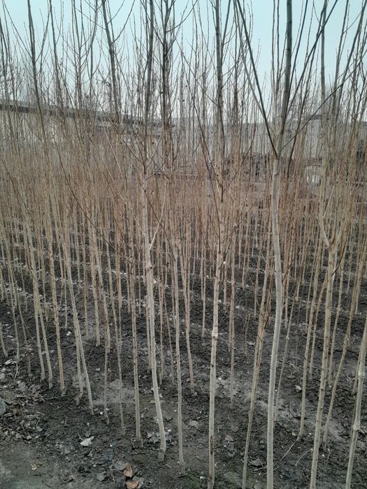 1 йиллик Терак кучатлар сотилади.