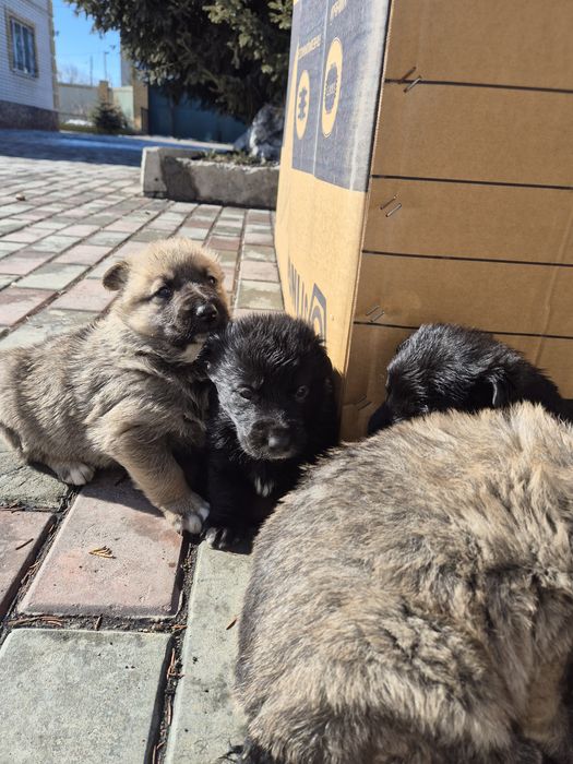 Шенки полу овчарки