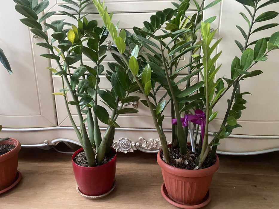 Долларовое дерево 2 горшка