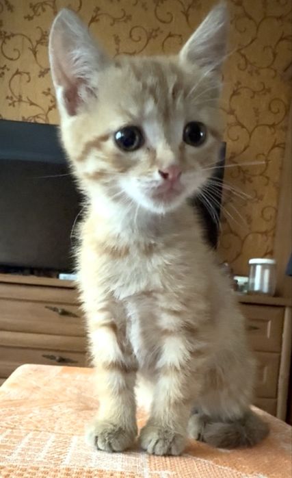 Котенок 1,5 месяца девочка