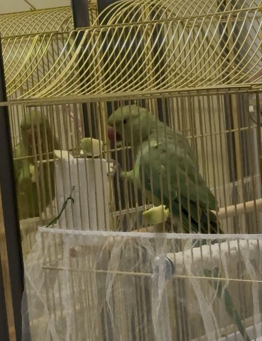 Ожереловый попугай