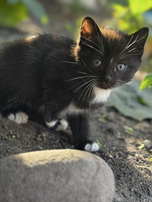 Отдам даром котят