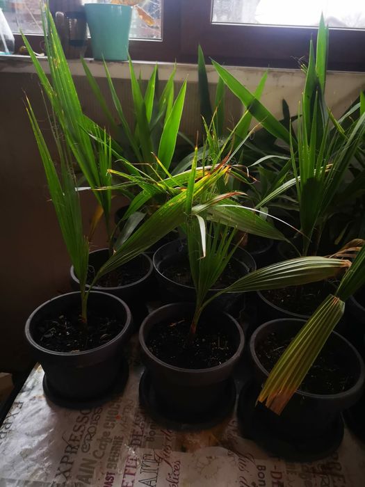 Vand yucca plante decorative interior